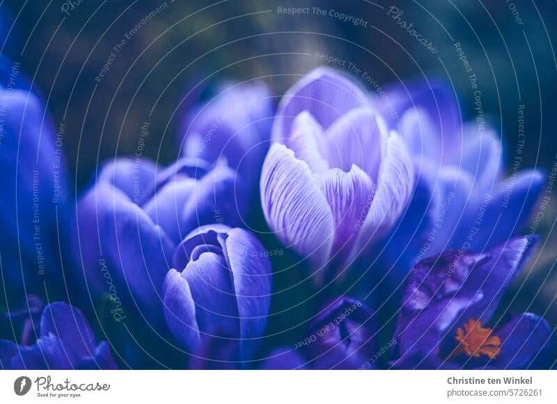 Purple crocuses in the garden Purple flowers crocus blossom purple Nature Garden Spring Blossoming Violet blurriness Crocus Perspective Esthetic Near