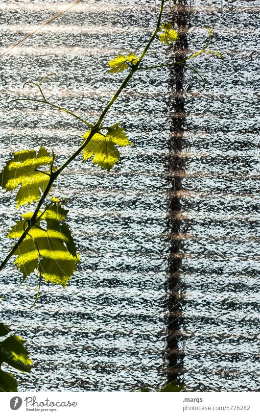 creeper Creeper Leaf Close-up Ribbed glass Frosted glass Sunlight Greenhouse Plant Vine breeding Tendril