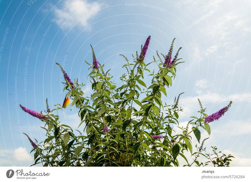 Lilac and flag Buddleja Sky Blossom Nature Growth Violet blossom Fragrance Bushes Summer Environment purple naturally Summery aromatic plant Ornamental plant