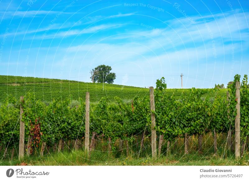 Rural landscape near Foligno and Montefalco, Umbria, Italy, at summer Europe Perugia agriculture color country day farm field green hill nature photography