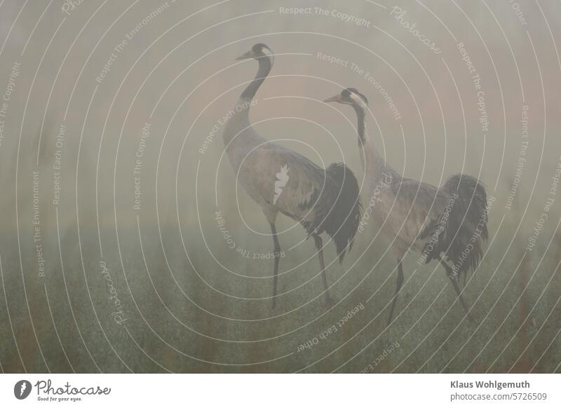 Foggy March morning. Two cranes stride over a dew-covered winter cereal field, in the foreground blurred, withered weeds from the previous year Crane Cranes