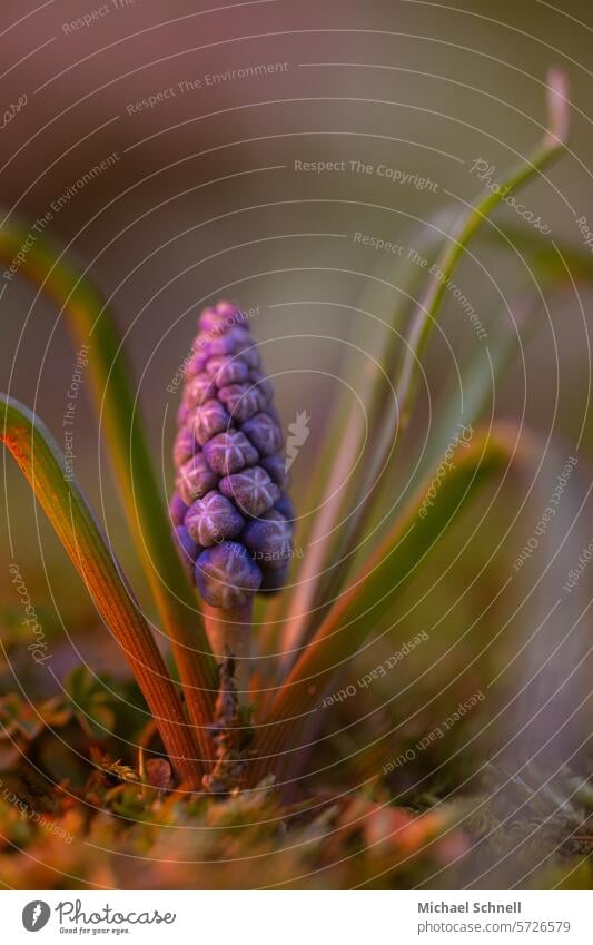 grape hyacinth Muscari Hyacinthus Plant Spring Flower Nature Blossom Blue Close-up Green Blossoming Spring fever Spring flower Shallow depth of field naturally