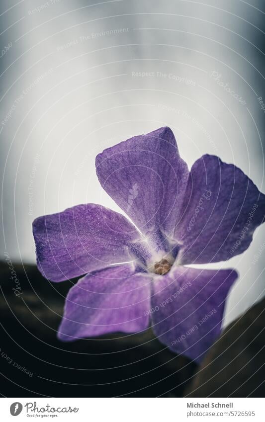 Purple flower between larger stones Blossom purple Nature Violet Plant Flower Blossoming Spring naturally Shallow depth of field Detail Close-up