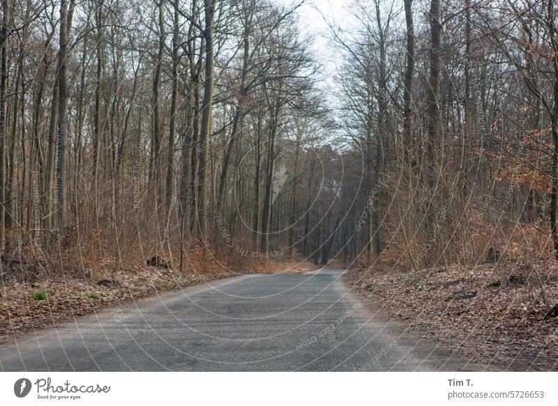 Empty road through the forest Brandenburg Winter Street Forest Colour photo Exterior shot Deserted Day Landscape Nature Tree Environment Lanes & trails