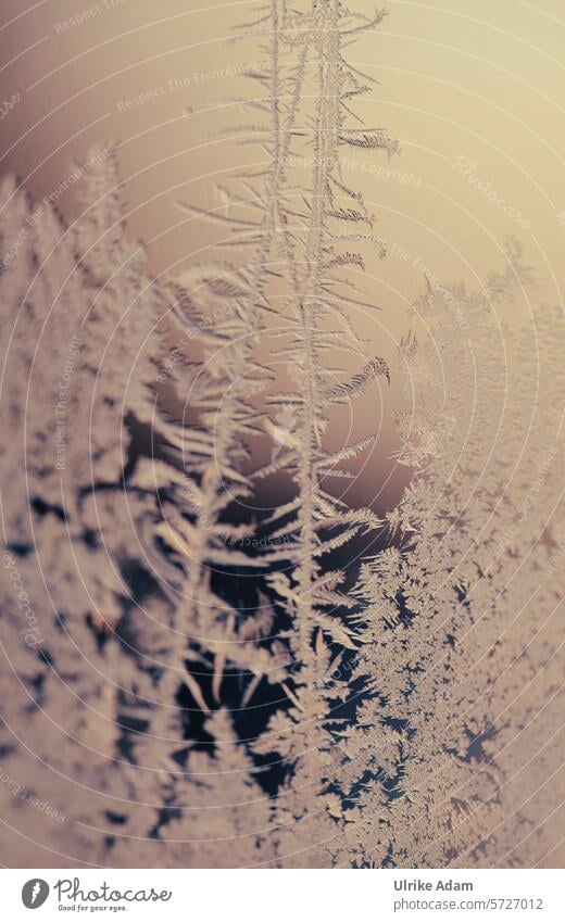 Lapland | Ice flowers Crystal ice crystals Pane Winter Frost chill Nature Art winter Frozen Cold Winter mood Freeze Ice crystal Seasons Hoar frost Exterior shot