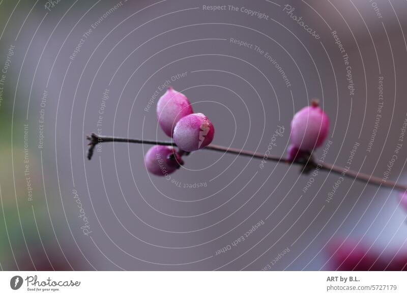 delicate nature from the bush Blossom buds purple Nature Delicate floral spherical Sphere delicate balls Twig Berries Nonpareilles love pearl bush