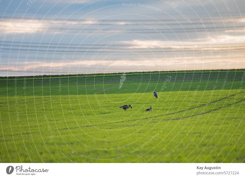 Grey herons and greylag geese Nature Nature reserve Experiencing nature Heron Bird Exterior shot Wild animal Colour photo naturally Sky Animal Environment