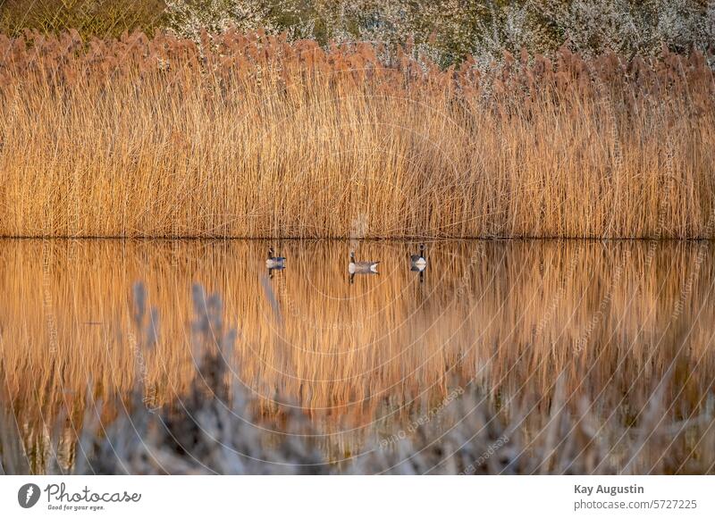 Evening sun on the reed belt Evening sun in the reed belt geese Common Reed Reed plants reflection Reflection in the water Reflections pond Duck Catch