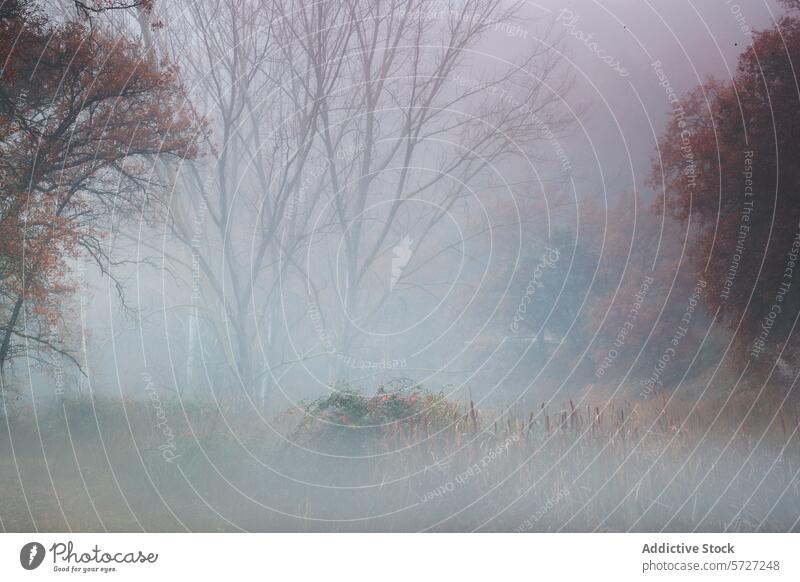 A ghostly scene of trees veiled in dense autumn mist, with a subtle palette of fall colors emerging from the fog woodland ethereal nature scenery tranquil