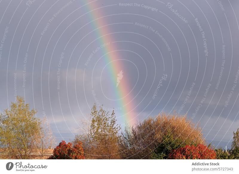 Vibrant Rainbow Over Green Landscape After Rain rainbow landscape sky stormy greenery shower vivid arch lush nature weather phenomenon color spectrum outdoor