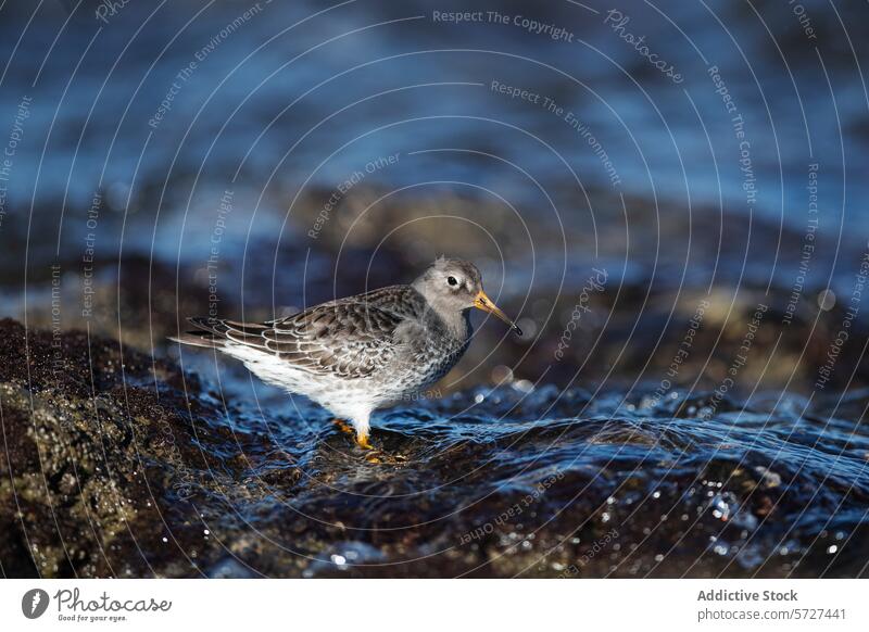 Purple sandpiper on rocky shore searching for food bird purple sandpiper water feeding natural habitat wildlife close-up standing wet nature beak foraging