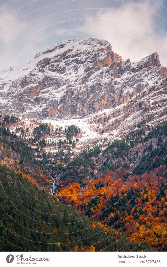 Autumn Snow in the Pyrenees at Bujaruelo Valley autumn pyrenees bujaruelo valley snow mountain orange tree foliage vibrant nature scenic ordesa forest landscape