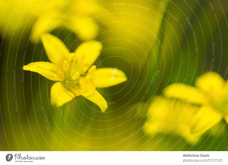 Soft focus image of vibrant yellow wildflowers, with a dreamy blur effect enhancing the delicate beauty of the blooms in their natural setting soft focus