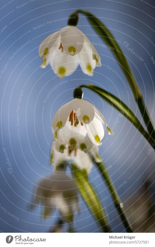 Spring snowflake pretty Blooming Botanical beauty delicate petals early spring Floral elegance flowers Forest freshness leucojum vernum Natural environment