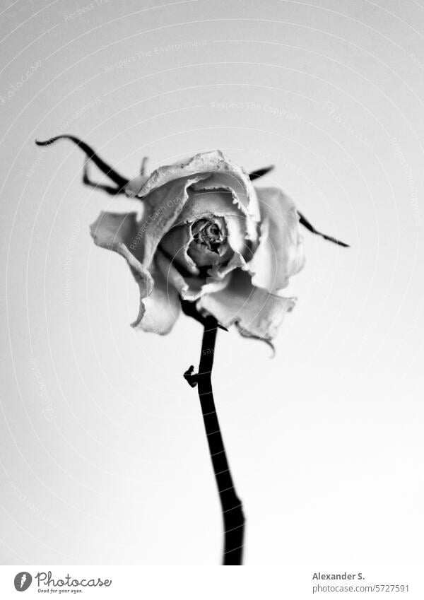 Wilted rose blossom pink Rose blossom Blossom Flower Close-up Shallow depth of field vanitas vanitas motif Transience transient Romance pretty Limp