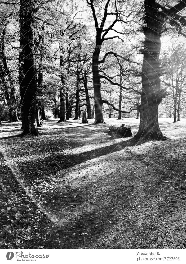 A path under oak trees in the park against the light oaks off Footpath walkway Park To go for a walk Nature Relaxation Lanes & trails Promenade Back-light Sun