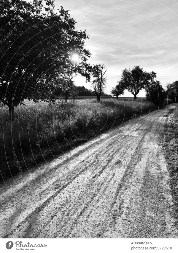 Field path with trees against the light off the beaten track Back-light Gravel path To go for a walk Promenade Lanes & trails Landscape Relaxation Calm Hiking