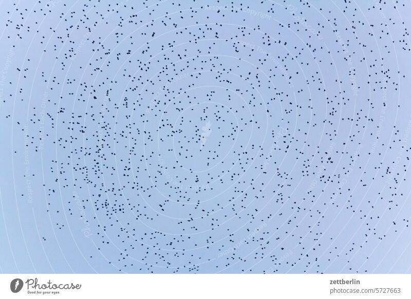 flocked birds Evening Twilight Sky mass quantity amass Collection Flock Many Bird flock of birds Flock of birds bird migration cloud Pull Migratory bird