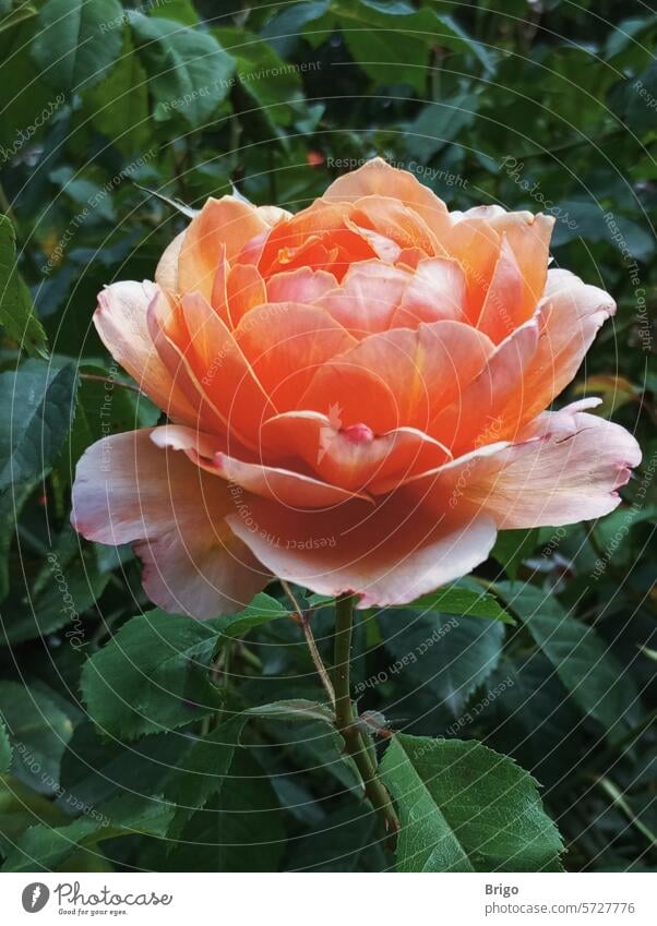 A blooming pink rose in the garden Pink roses Flower Garden flourishing Gardener green leaves