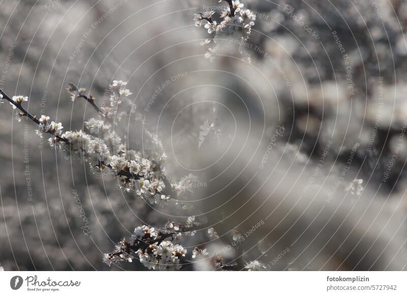 flowering branch Blossoming Spring Twig Delicate White blurred Dreamily spring awakening Spring day blossom come into bloom spring feeling blossoms