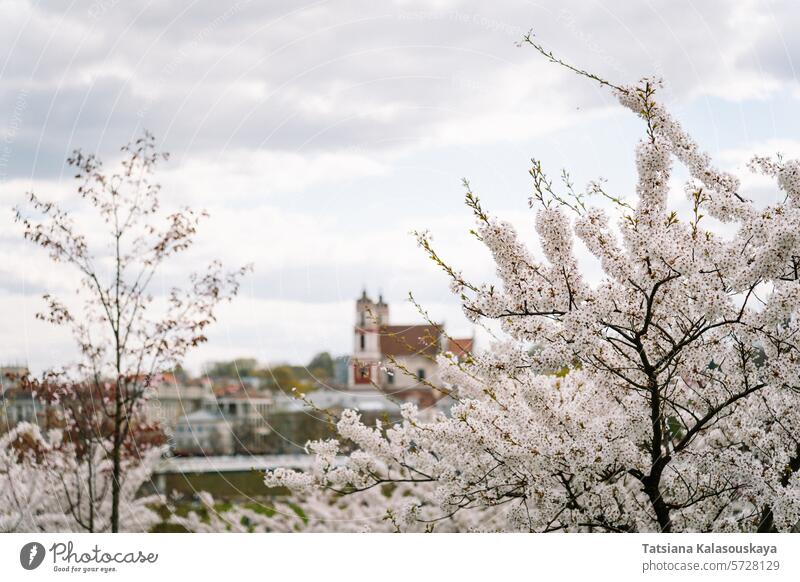 VILNIUS, LITHUANIA - 2023 APRIL 22: Church of St. Philip and St. Jacob in Vilnius surrounded by glowing cherry trees in spring Lithuania cherry blossom garden