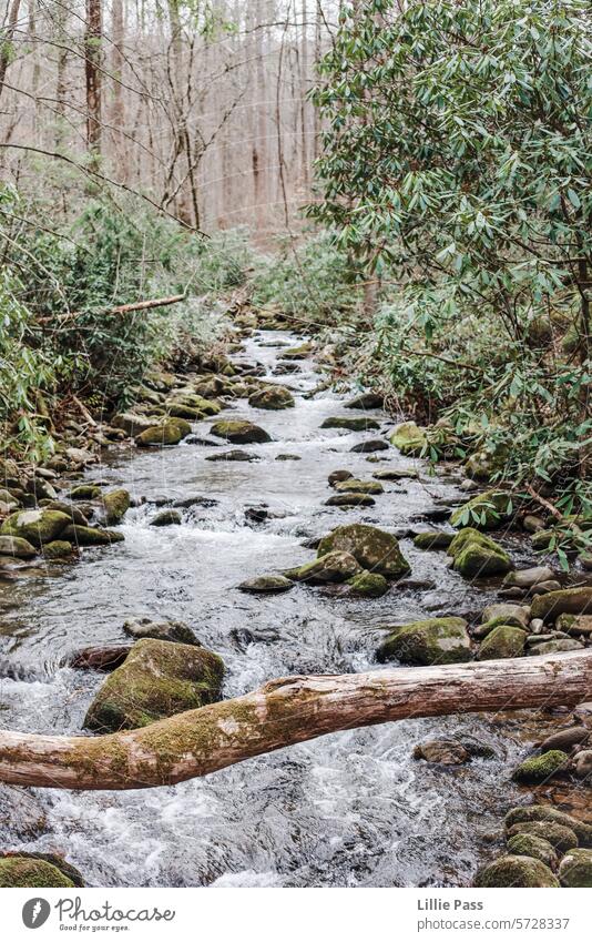 A cal green stream in the woods Forest River Stream Moss mossy Green Water Calm Branch