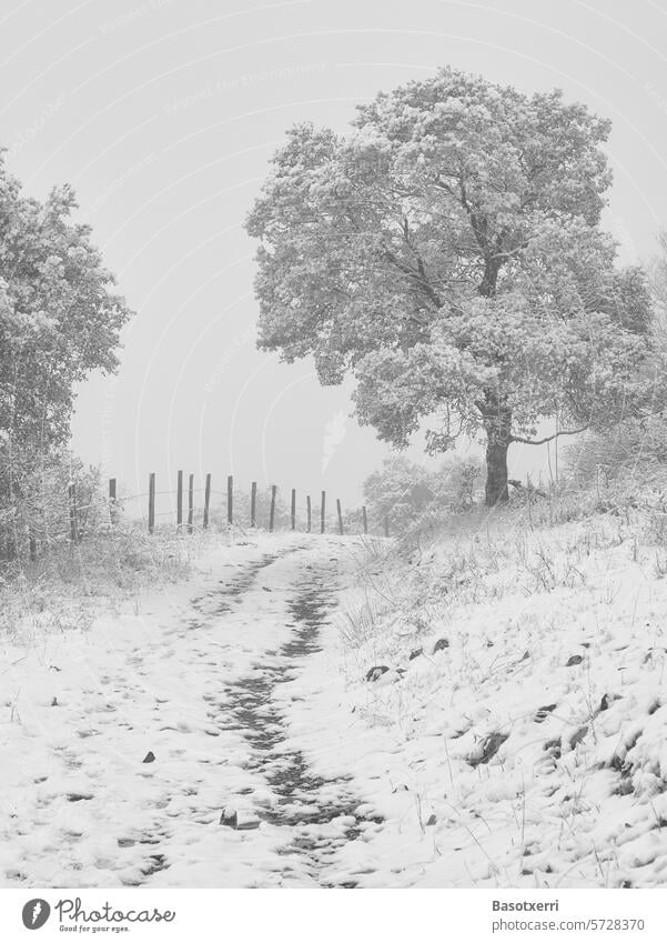 Snow-covered holm oak in a wintry landscape Winter snowy Landscape Oak tree Holm oak off Hiking winter hike path Fence Winter mood trees Winter's day Snowscape