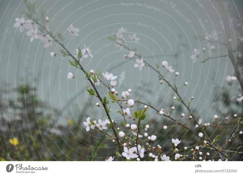 Delicate spring morning | pale pink cherry blossom branches in front of a mint-colored wall in the mist. Cherry blossom Pink Spring Blossom Nature Cherry tree