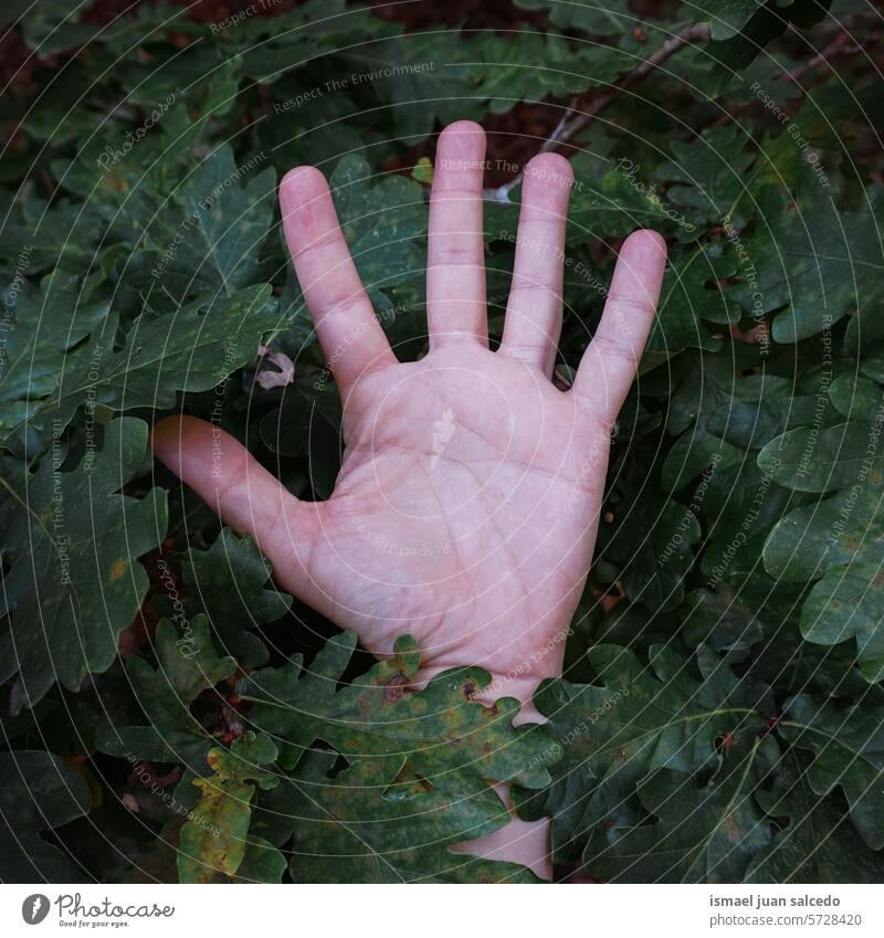 man hand among green leaves leaf fingers body part holding feeling touching nature freshness outdoors beautiful fragility background textured spring springtime