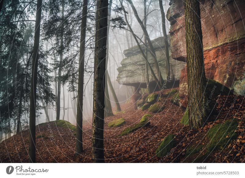 Mystic Forest Nature Fog trees trunk Tree trunk Rock rocky Sandstone Silhouette Moss mystical forest mystic landscape Sunlight Twilight atmospheric