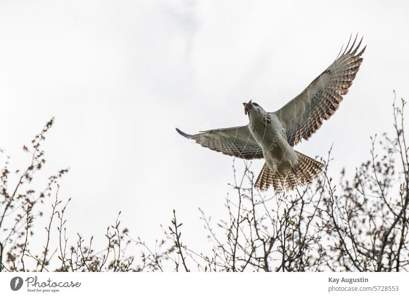 Buzzard with nesting material Cologne-Deutz Town Common buzzard Buteo buteo Bird of prey Accipitriformes Eyrie construction flight picture Nest material