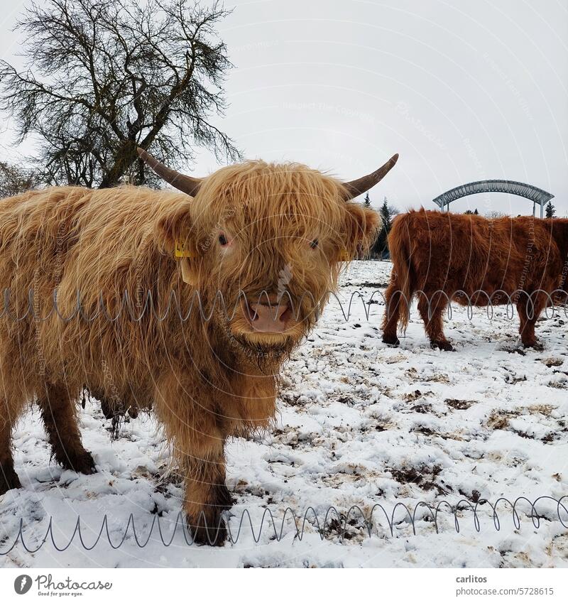 The day before | Cattle in the pasture Curiosity Looking into the camera dam Trust Friendliness eyes hair Cattle breeding Cor anglais Brown kyloe