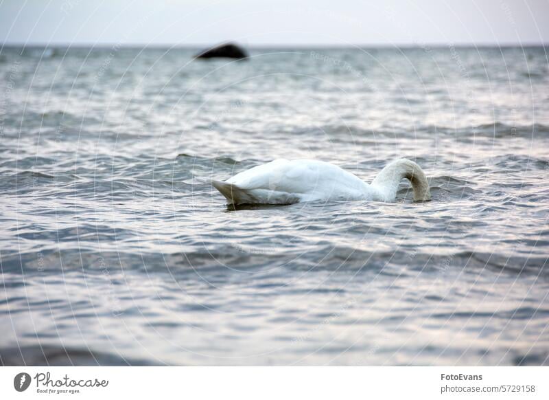 A swan swims in the open sea, head under water Cygnus duck white rest silence peaceful geese dive birds idyll body of water lake background swans animal