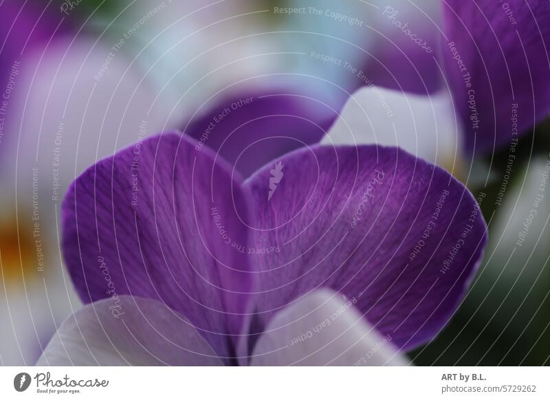 little ears... Horned pansy Flower Blossom blurred Spring flowering plant background Yellow White purple petals detail Garden