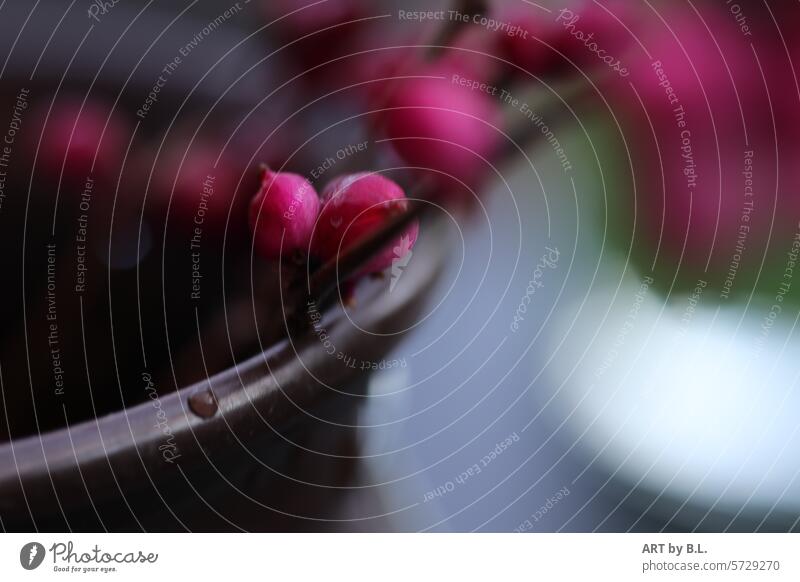 Silent moments from the bush Blossom buds purple Nature Delicate floral spherical Sphere delicate balls Twig detail Vase Drop Drops of water