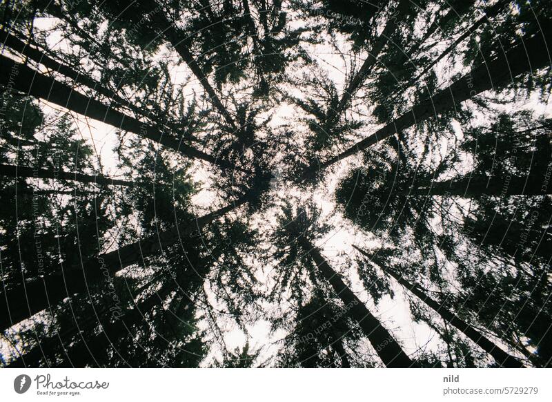 Gaps - between the treetops trees Tree Sky Upward upstairs Tall Above Forest Worm's-eye view Treetop Contrast Growth Exterior shot Nature Environment