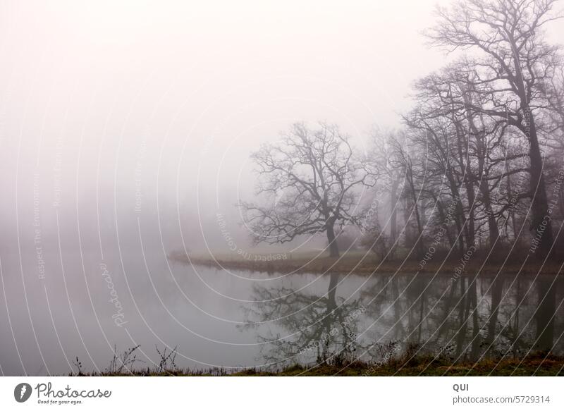 Lake shore in the fog ... very early bank Lakeside Fog Dawn Twilight foggy reflection Schemes Hazy trees hazy Reflection tranquillity Idyll Surface of water