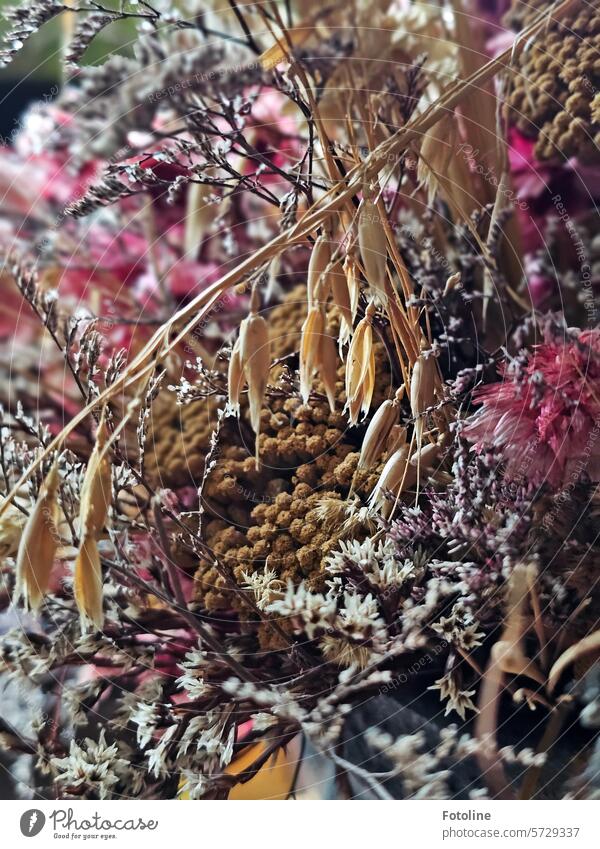 These grasses and flowers have long since dried out. Flower Bouquet flower arrangement Flower arrangement Blossom Plant Decoration Interior shot Pink White