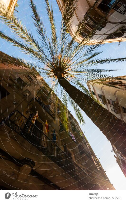 right in the middle Worm's-eye view Ambitious Perspective Facade House (Residential Structure) Downtown Palm tree Summer vacation Vacation & Travel Old town