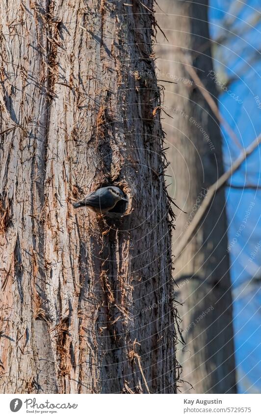 nuthatch Eurasian nuthatch Sitta Europaea Woodpecker Tit Bird Small bird Sittidae black eye stripes breeding den Beak is long Upper tail covers Tree Passerines