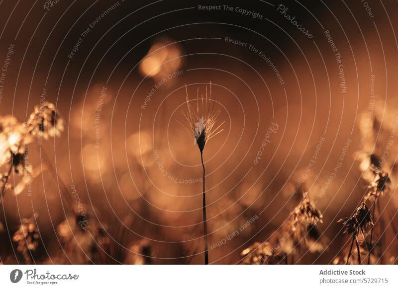 A single stalk of grass stands out against a warm, golden bokeh background in the glowing light of a sunset in Patagonian Argentina golden glow warm light