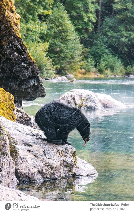 Bear stands and looks for fish black bear stones Beach Animal Wild animal Nature Animal portrait Colour photo Mammal Feed Bay Foraging tree trunks Moss Stand