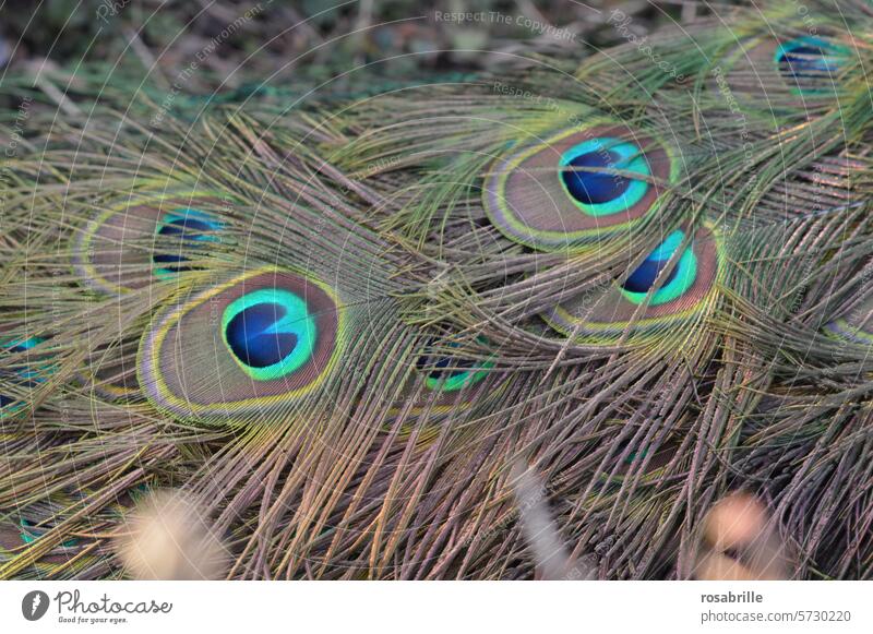 peacock feathers Peacock Peacock feather Animal Pride pretty Conceited Beauty & Beauty ornament Bird Elegant Exotic Feather Multicoloured peacock butterfly Eyes