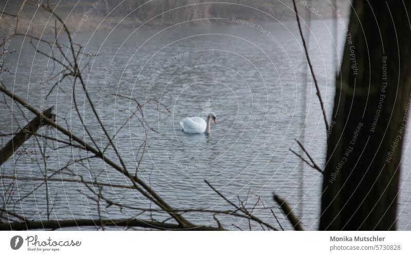 Swan at sea Environment Water reflection Lakeside Idyll Surface of water Calm Relaxation Dusk Colour photo Sunset Landscape Reflection Exterior shot