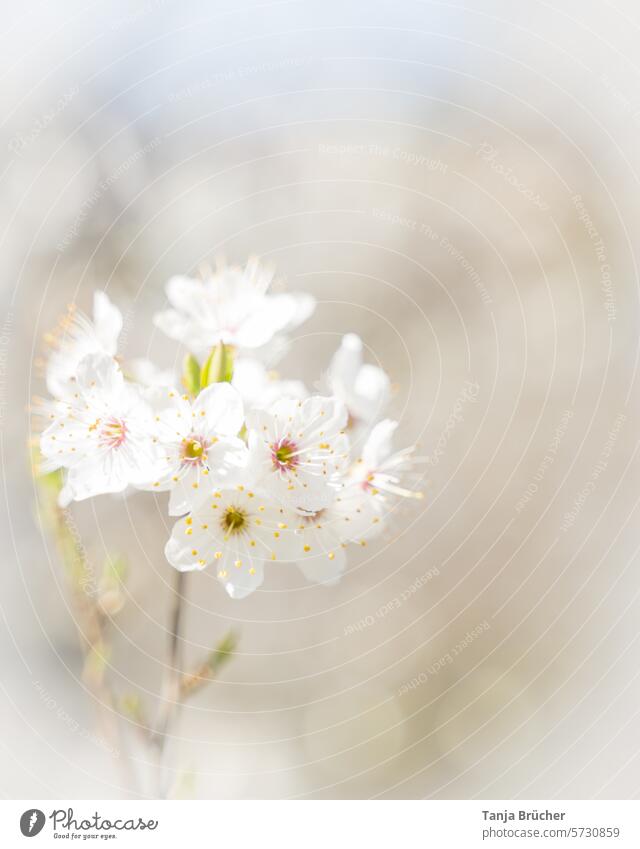 Cherry blossom branch - delicate blossoms in spring cherry blossom Spring Spring fever Ease White Blossoming Romance idyllically Cherry Blossom Festival