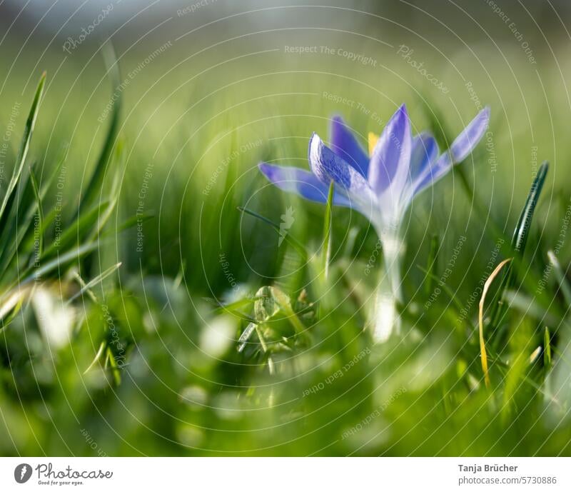 Spring bloomers in the warming sun crocus Spring flower herald of spring Positive Spring day Spring fever sunshine Ease Blossoming purple blooming spring flower