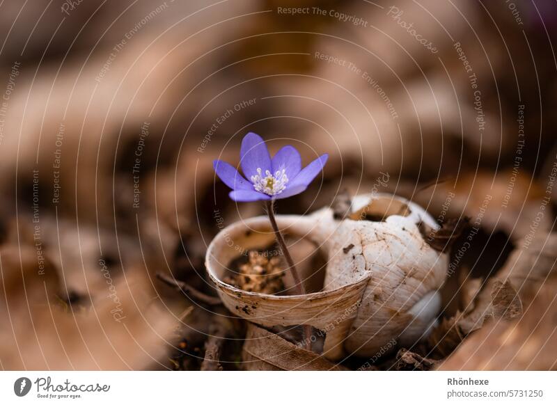 The liverwort finds its way Hepatica nobilis Nature Spring Plant Blossom Close-up Flower Exterior shot Shallow depth of field Deserted Colour photo