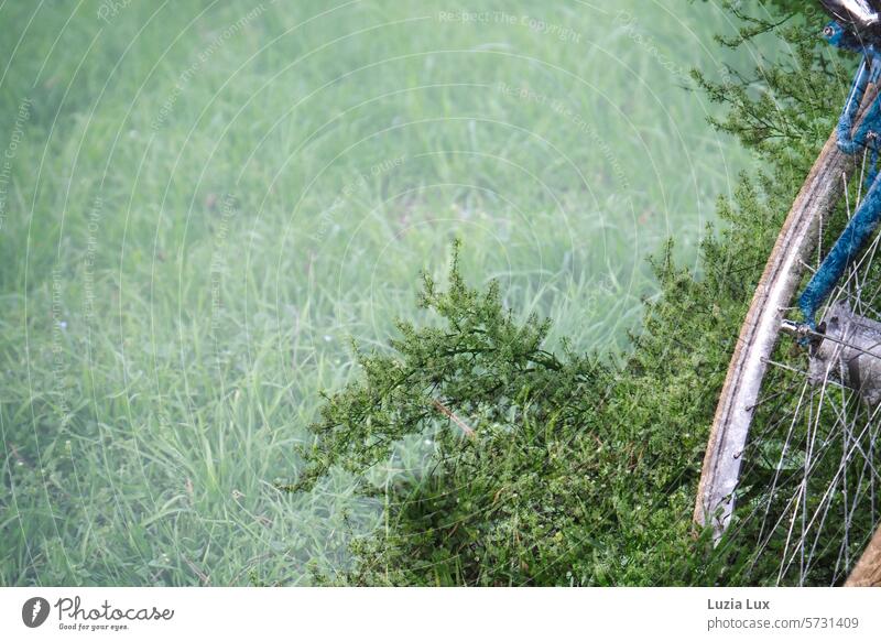 Spring dream... green branches, meadow, bicycle, multiple exposure Bright Green natural light daylight Bicycle spring awakening romantic Spring day