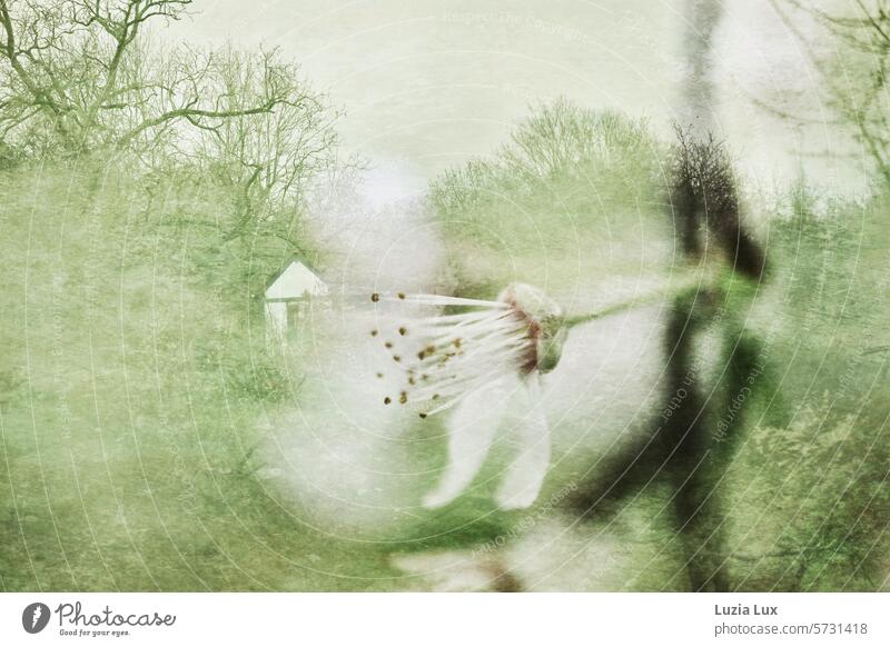 Spring dream... A blossoming branch in front of an allotment garden with a little house, multiple exposure Gorgeous Blossom blossoms flowering branches Nature