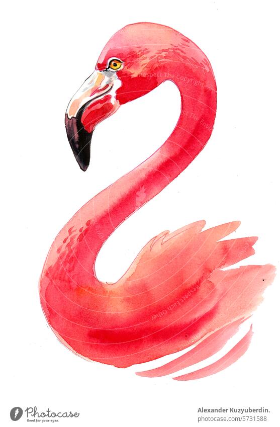 Flamingo bird head. Hand drawn watercolor sketch flamingo animal pink feathers wildlife wild life nature watercolour painting illustration clipart cartoon